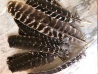 Magnifique plume de dinde sauvage-22-30 cm